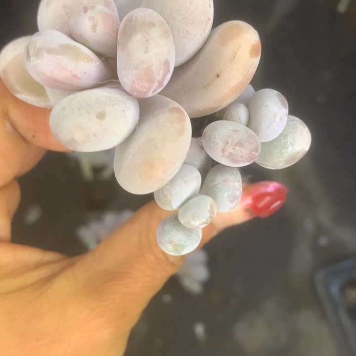 芭比 一物一拍。（满9.99包邮不满9.99发叶子）