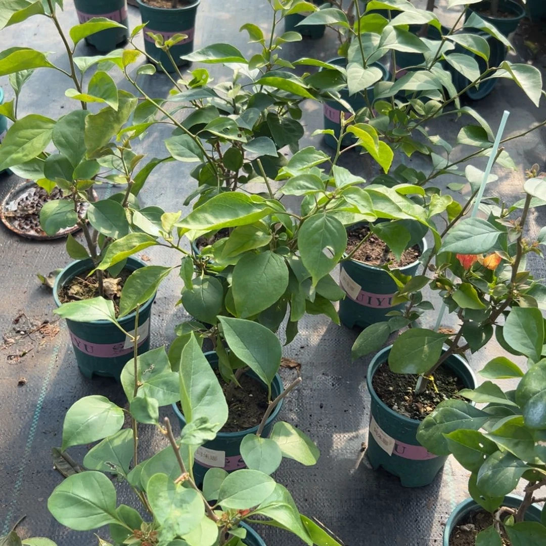 无花朵【阿珠娜一棵】随机发货福利款不售后