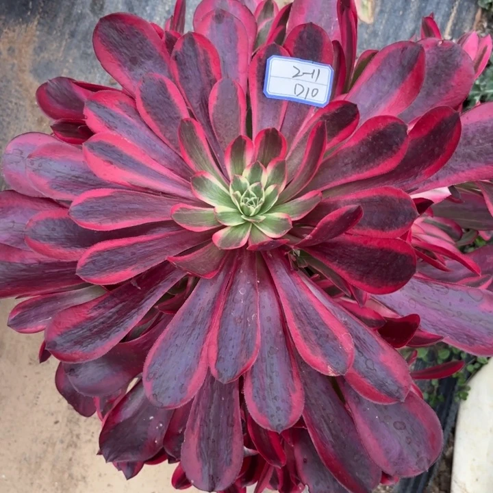 长****栈美杜莎多肉断枝不包10