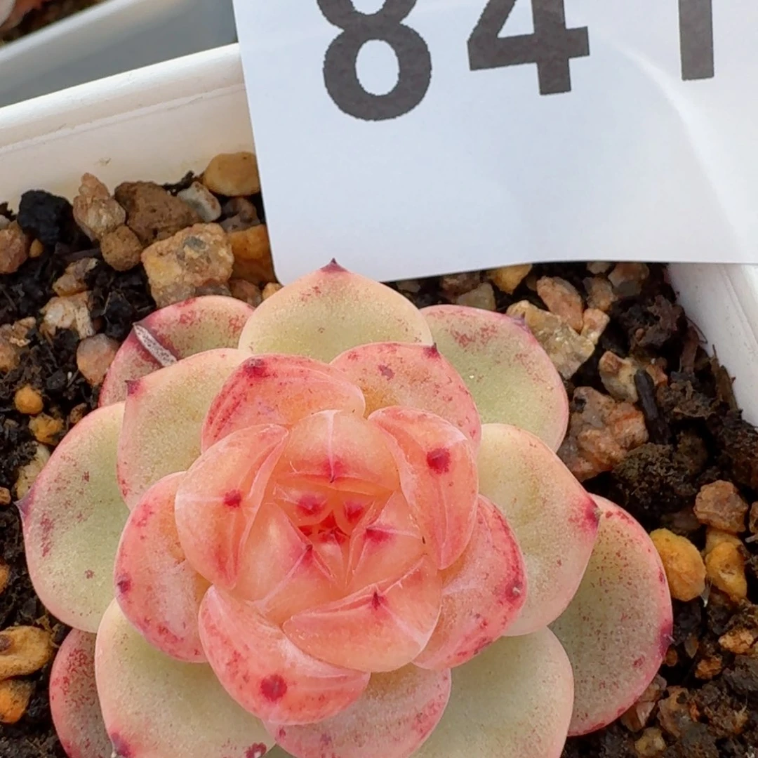 甜心明月心         精品多肉