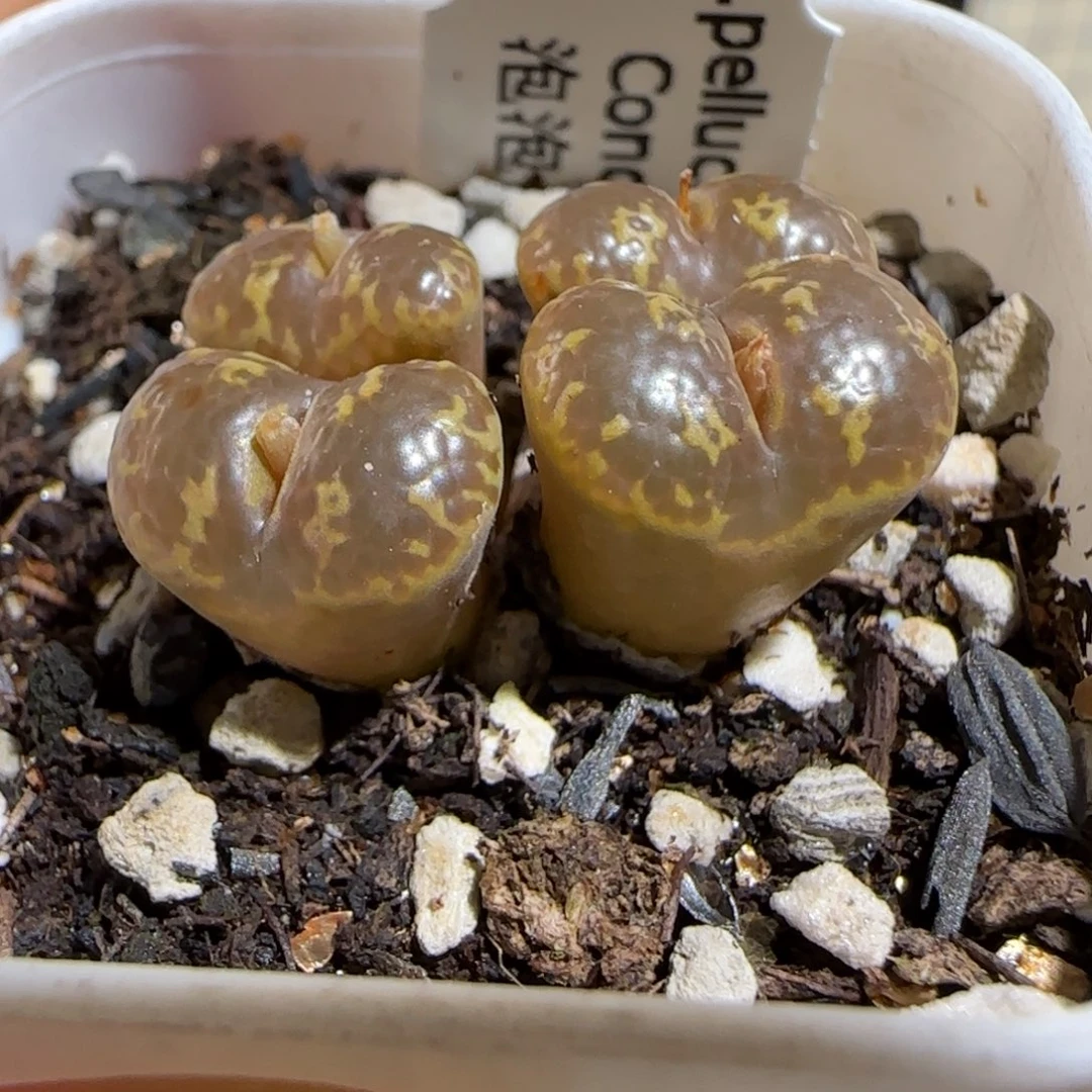 肉锥多肉植物组合-泡泡勋1059