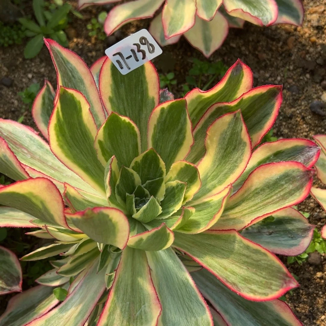 138魅影多肉植物紫