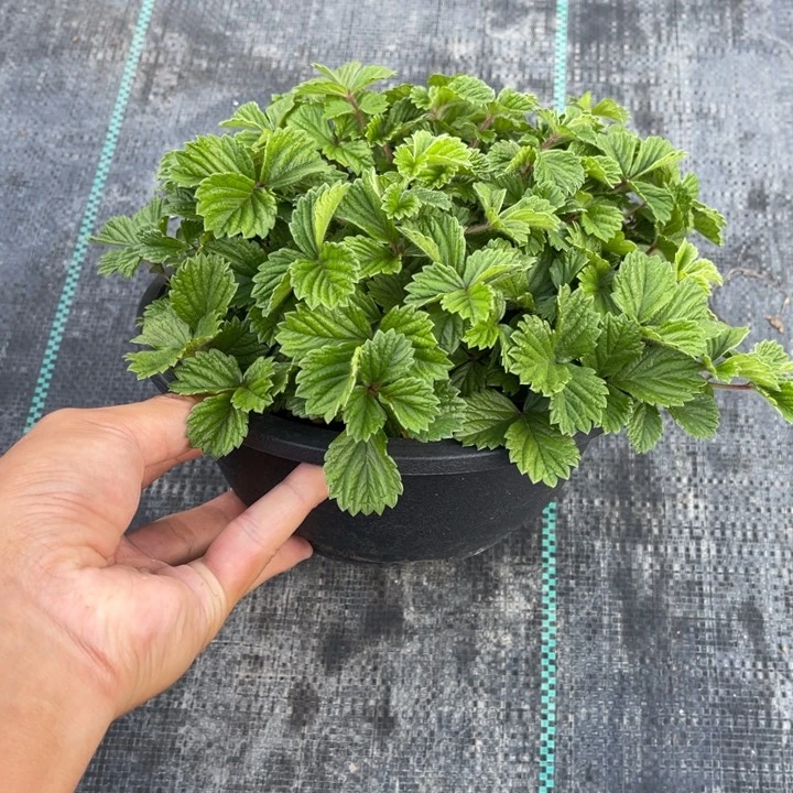 海***无花朵盆栽植物植物
