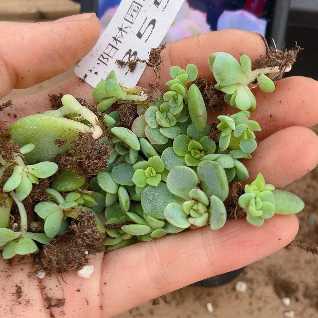 多肉植物多肉植物355