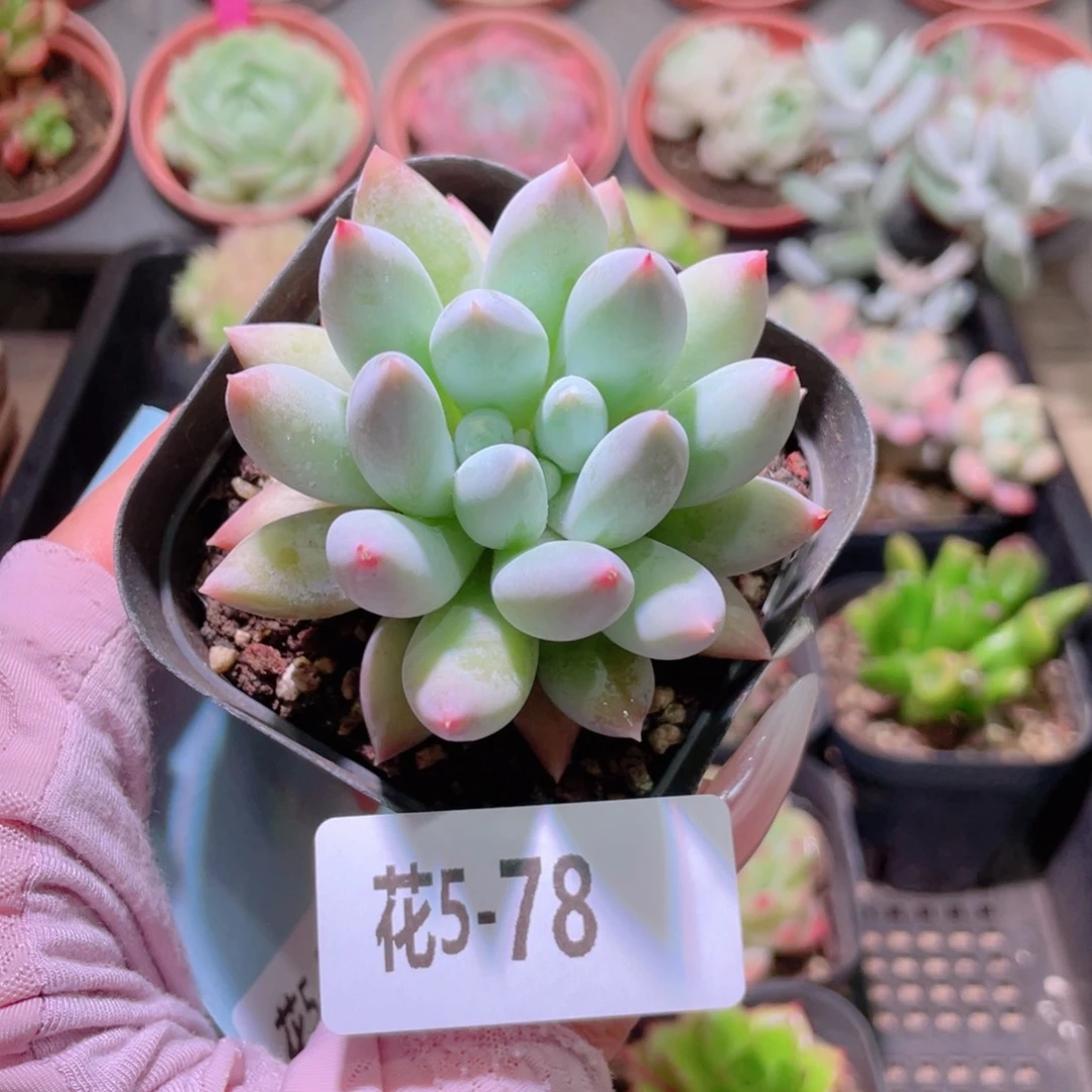 花利美5-78奶瓶单头