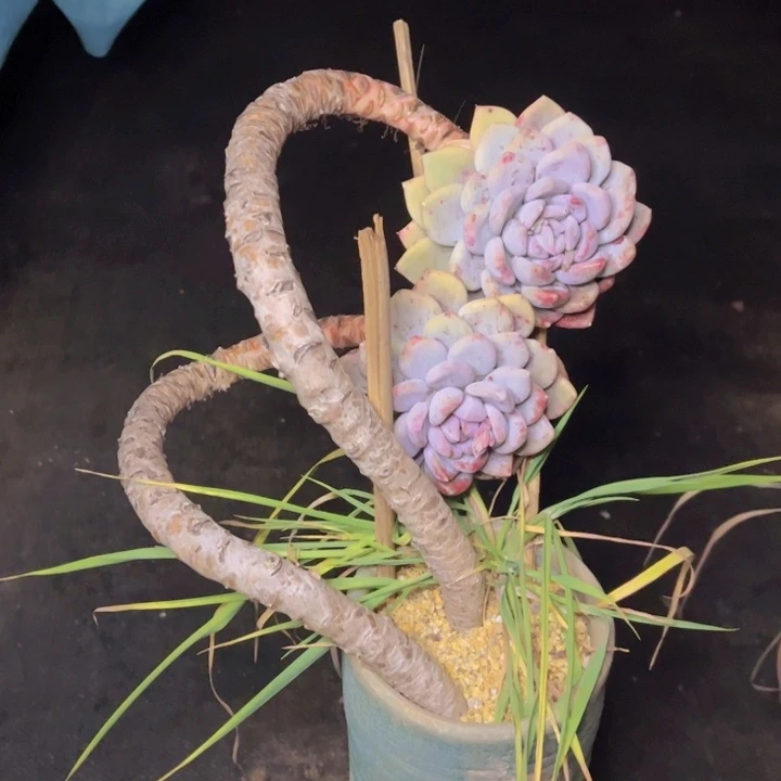 特价妖装胖美人福利