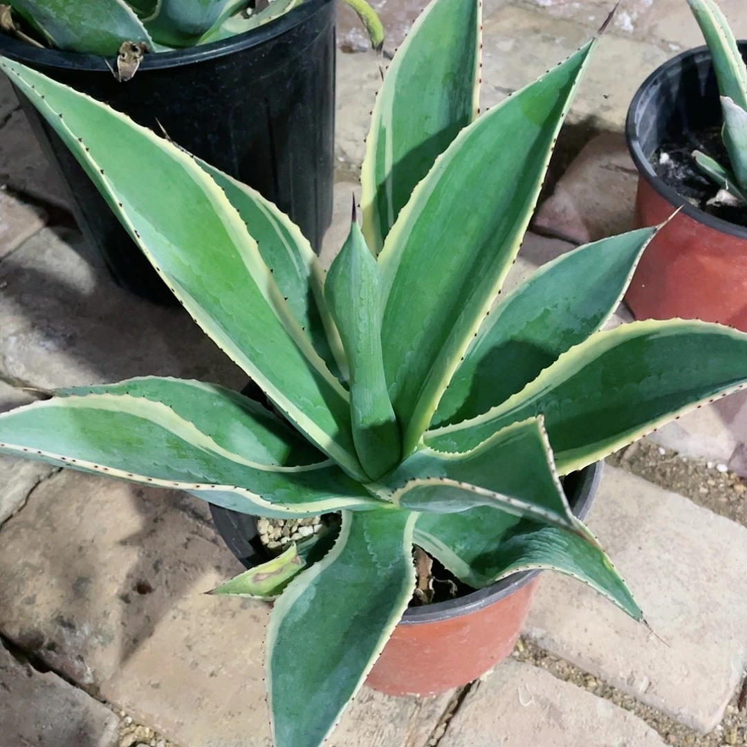 凯尔特龙舌兰包邮