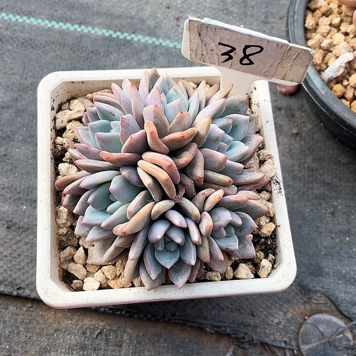 我是第一百个为妖刀应援