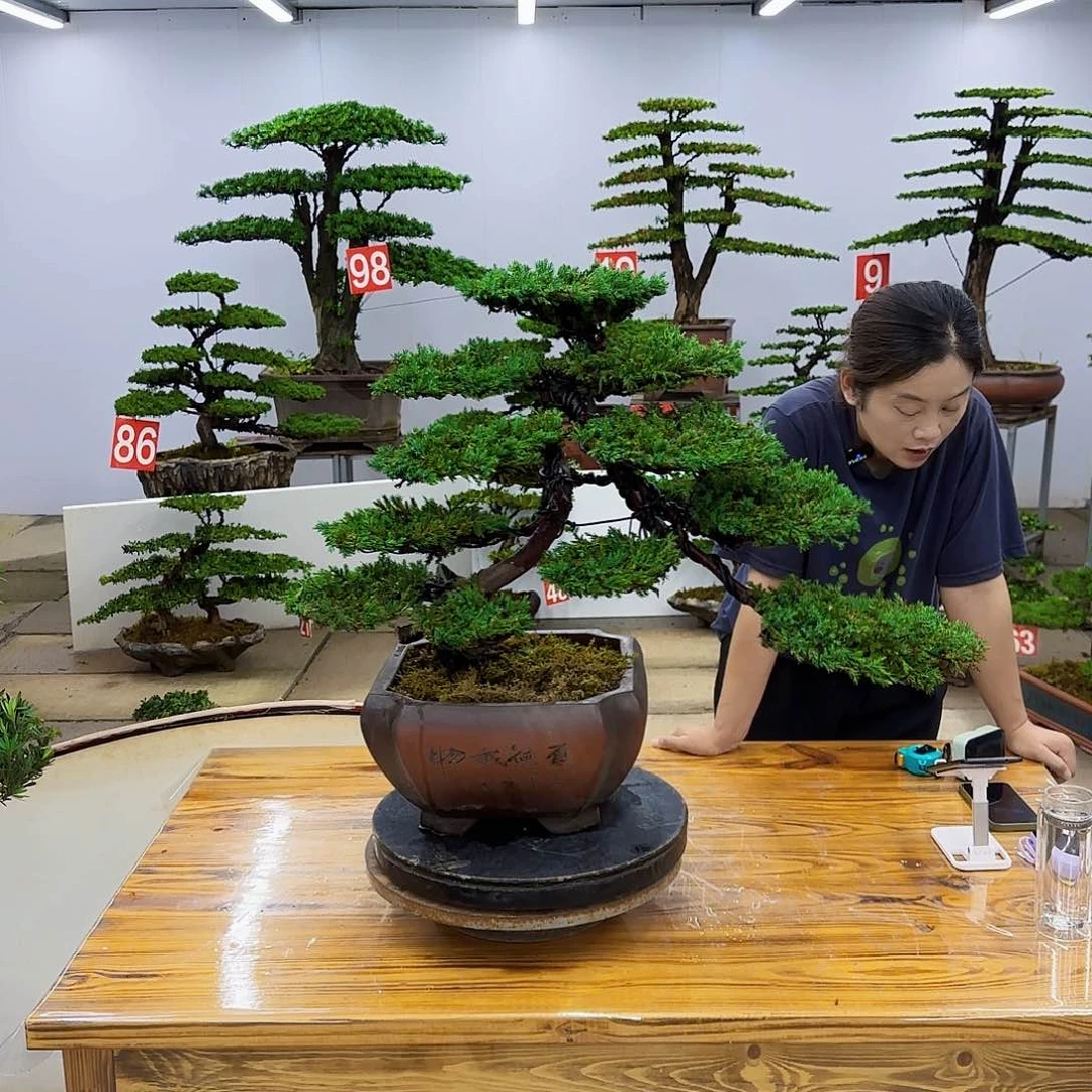 无花朵盆景直播间一物一拍