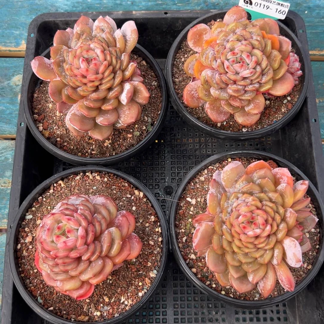 多肉一物一拍编号0119-160