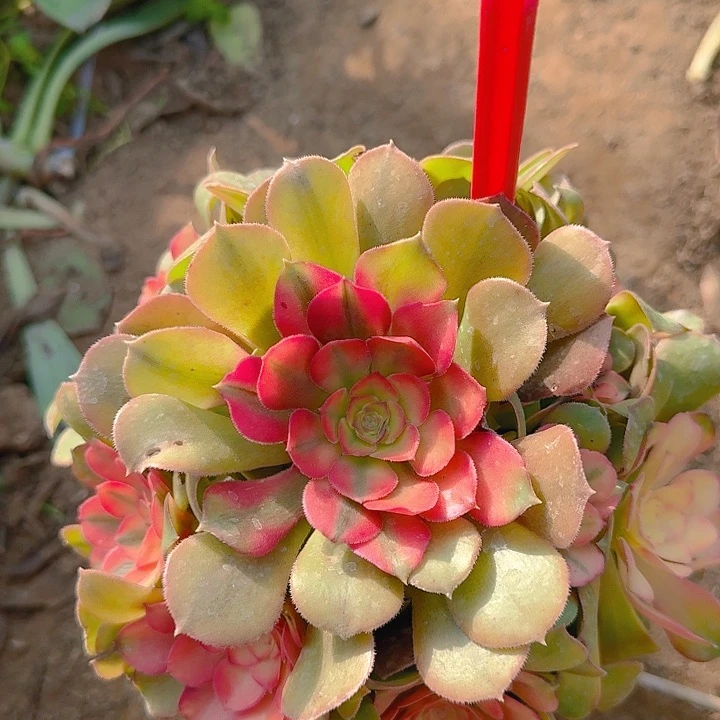 3-27香妃多肉法师