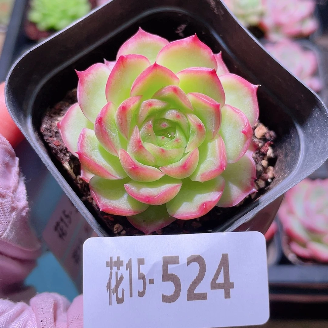 花利美15-524云梦仙子
