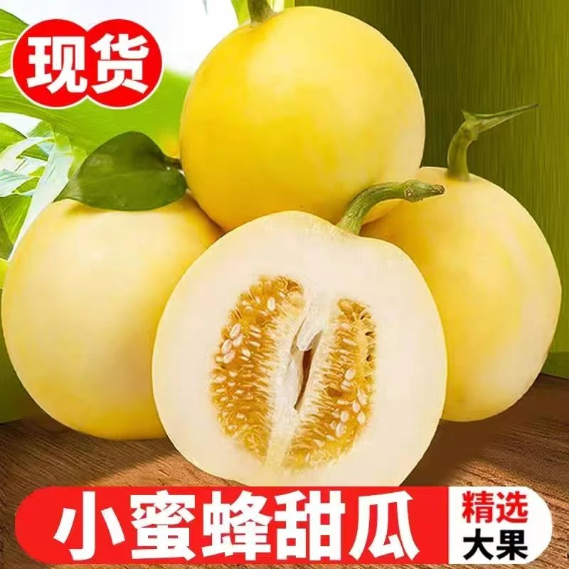 顺丰包邮5斤山东头茬小蜜罐羊角蜜甜瓜脆瓜当天采摘产地直发星甜