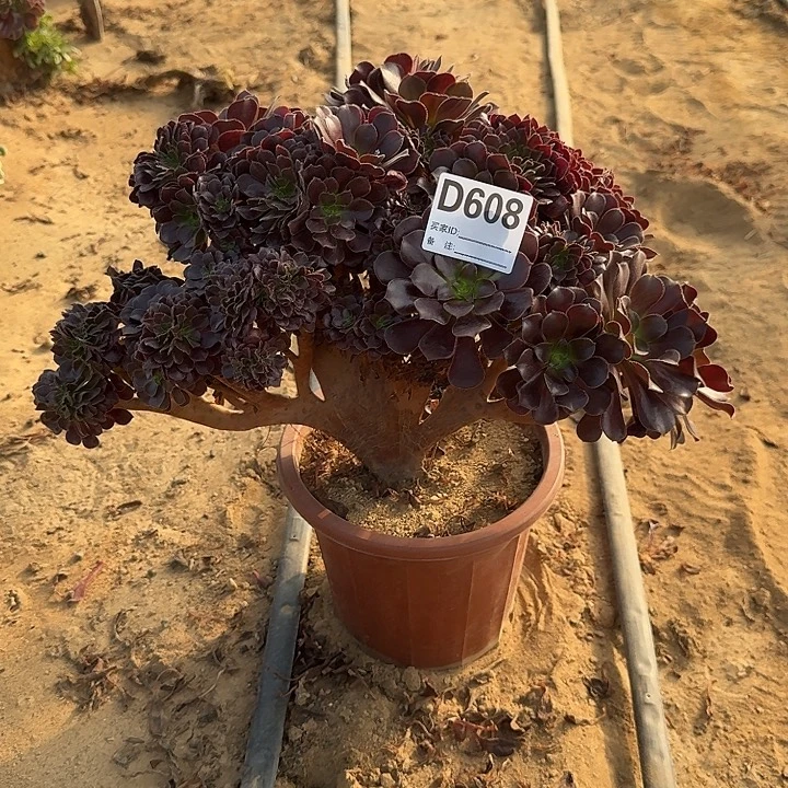 608欧紫朵朵一颗呀呀