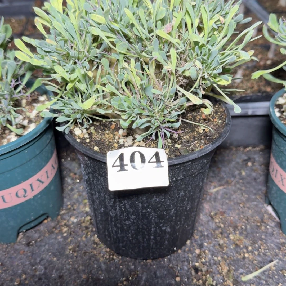 黑飘殿多肉植物一物一拍