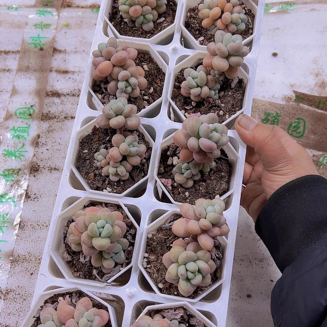 珍珠塔带盆带土19包邮