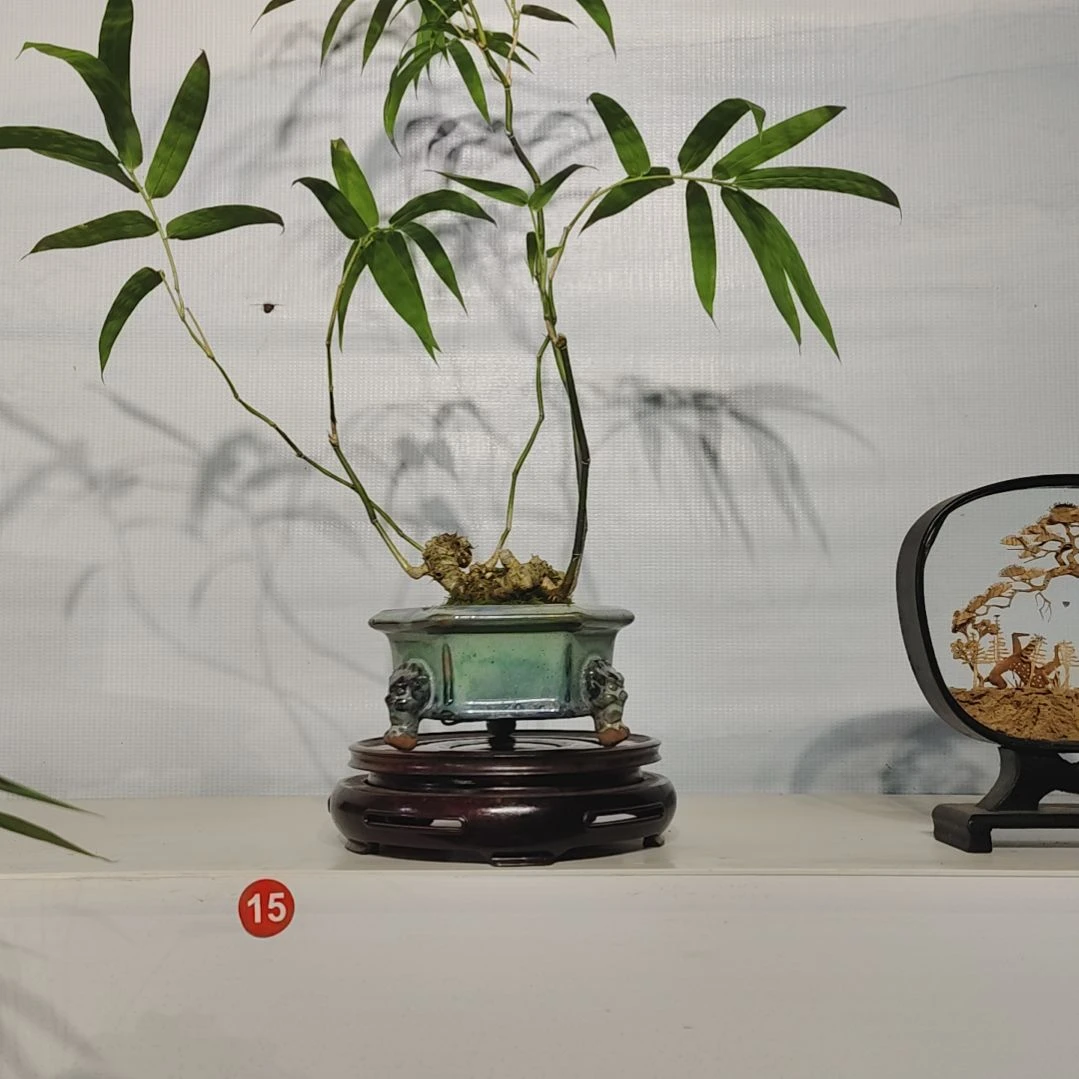 禾***意无花朵盆景，佛肚竹，，，，，
