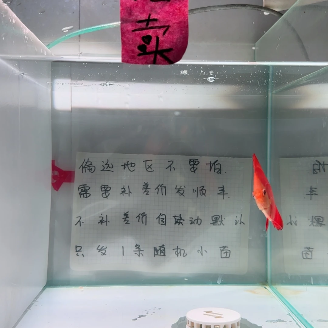 七彩神仙鱼肉身4左右，偏远地区不要拍