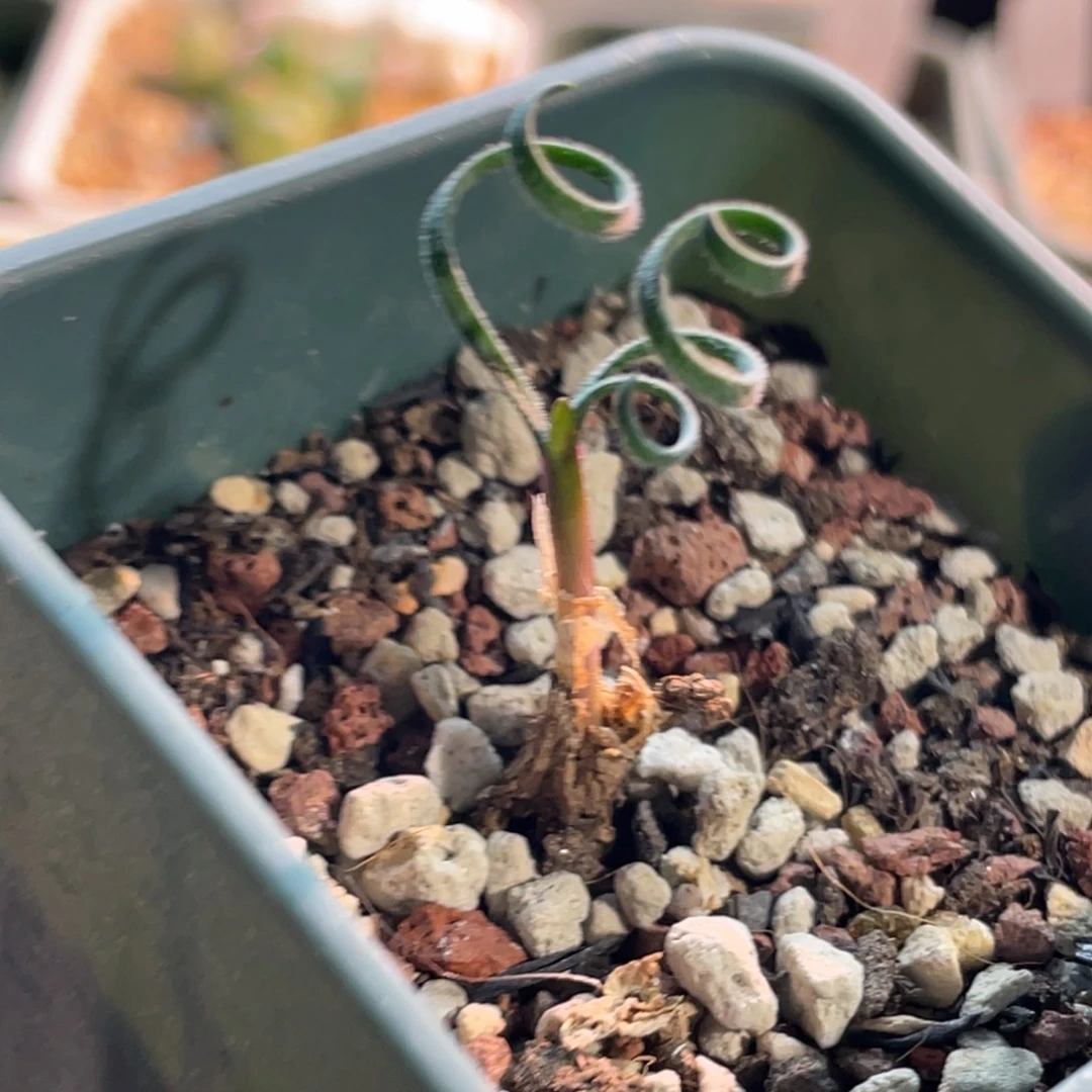 gl弹簧草植物一物一拍