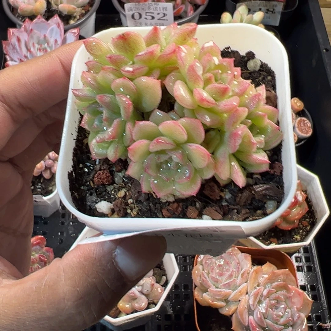 珍珠麦秆五头群一物一拍满18包邮满26送一颗多肉