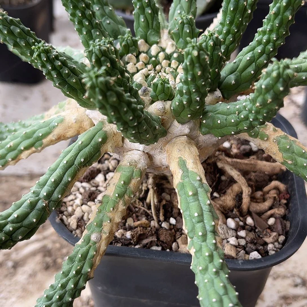 实生九头龙块根一物一拍