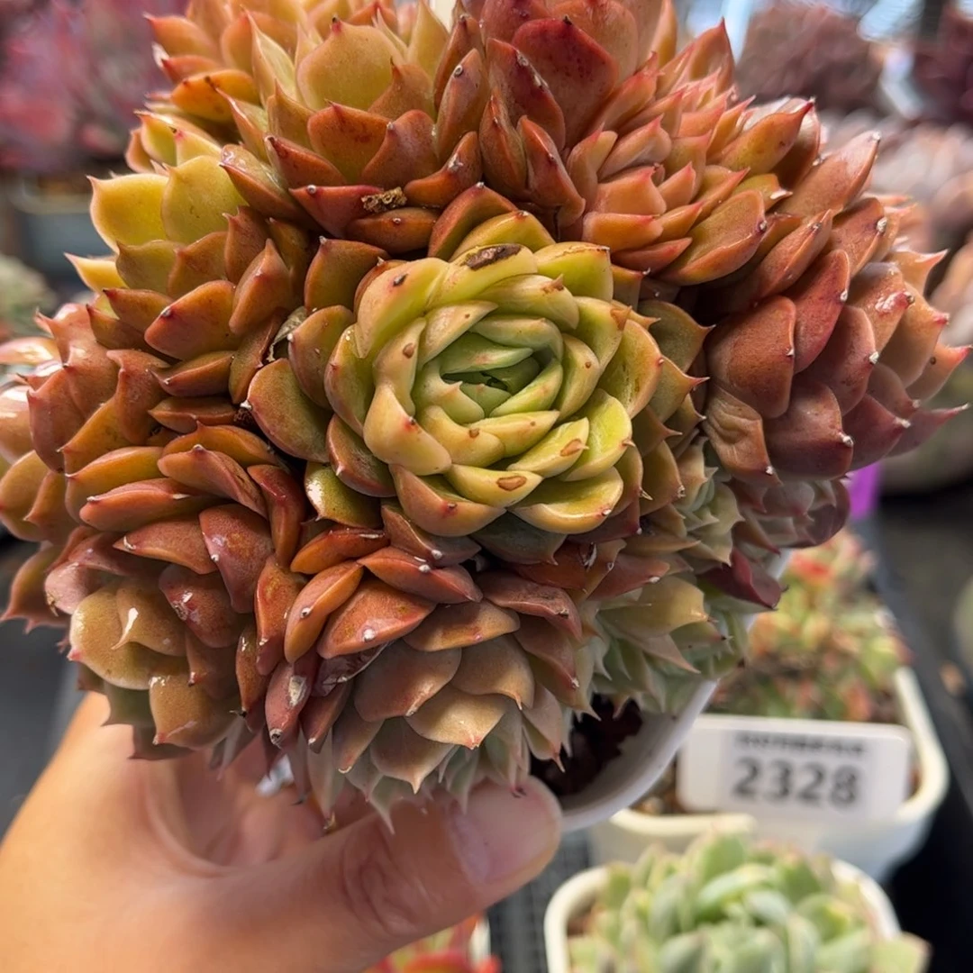 浅***沫2332带盆满30包邮天冷地区必拍保温箱