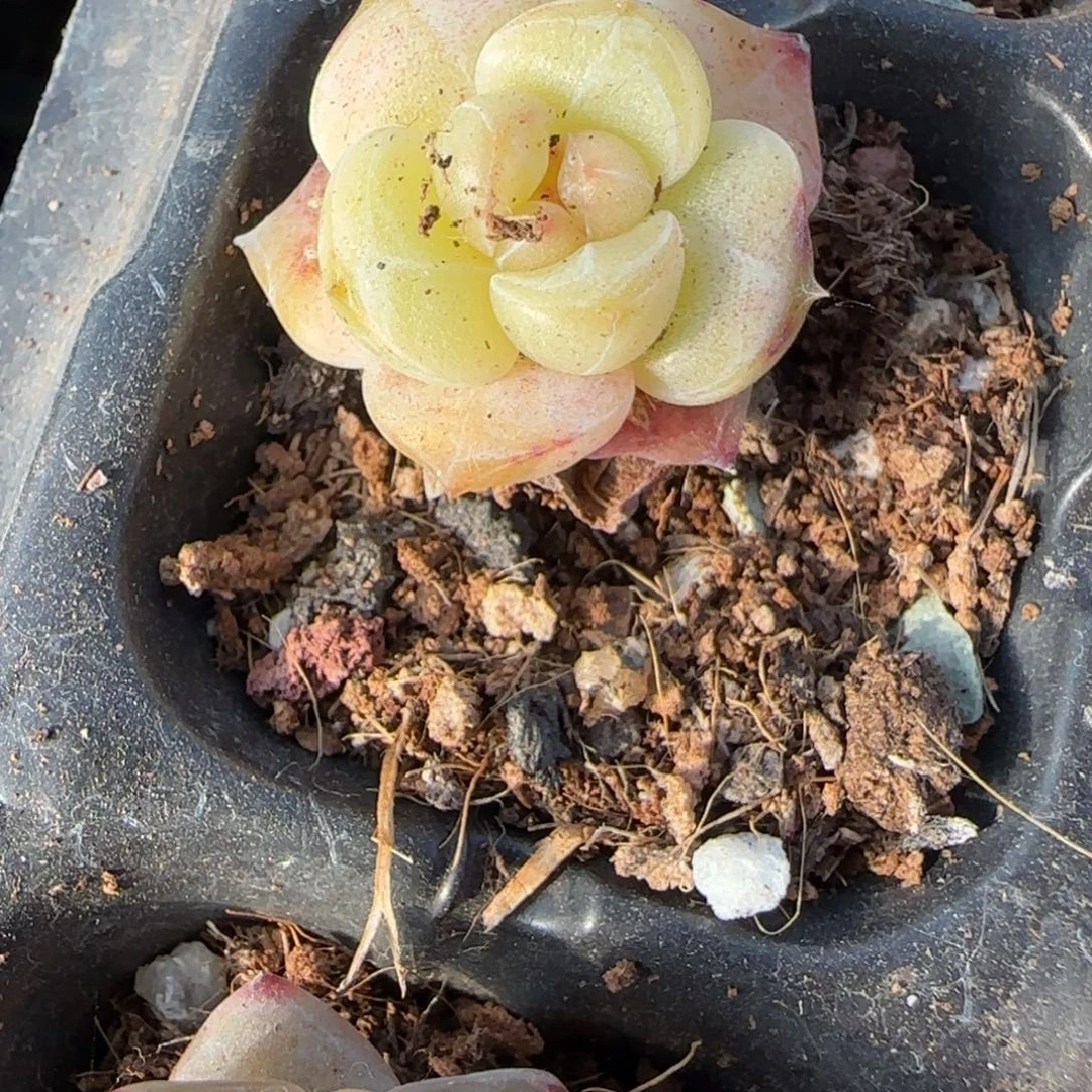 多肉小卡拉米糖心一物一拍