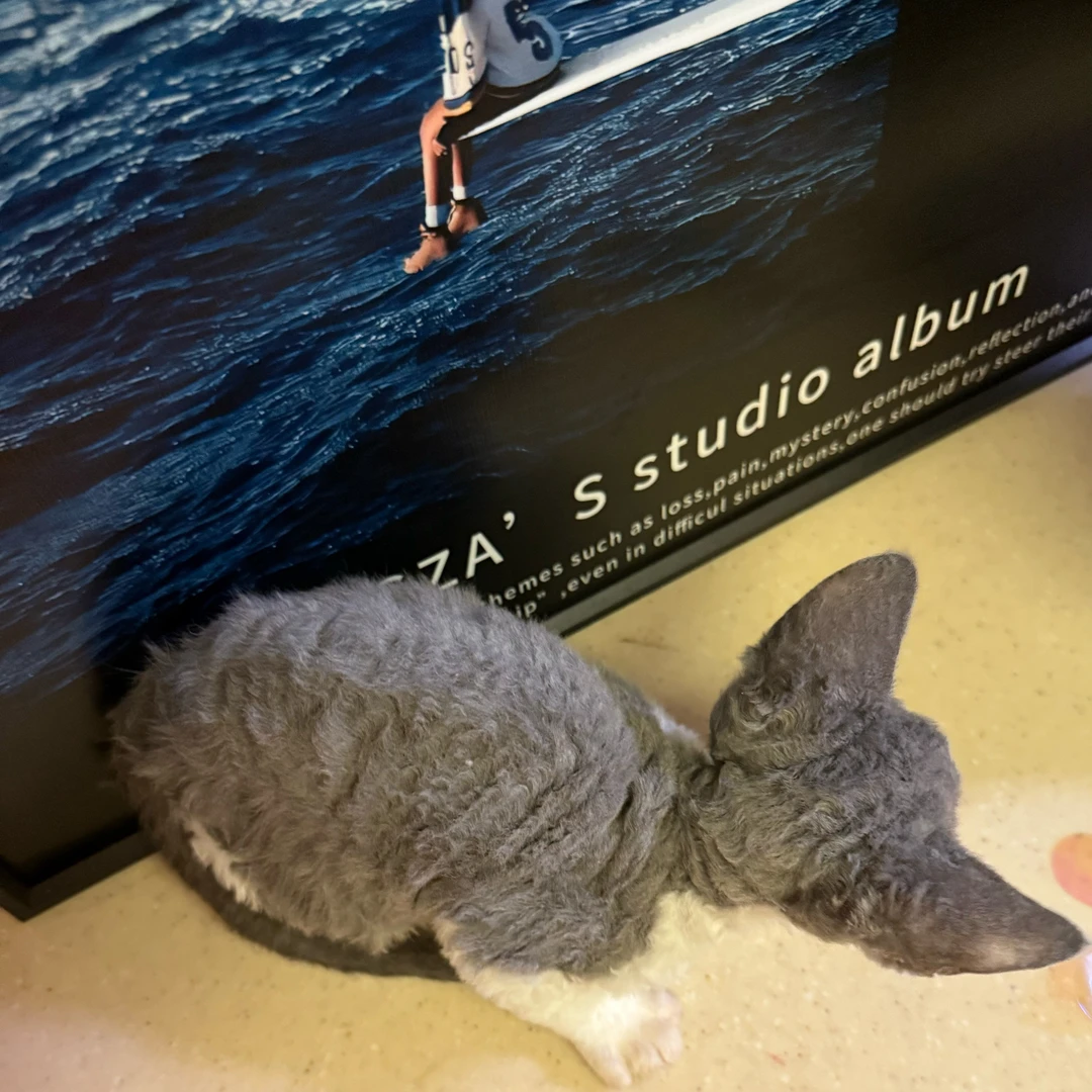 爪爪德文卷毛猫！！！！