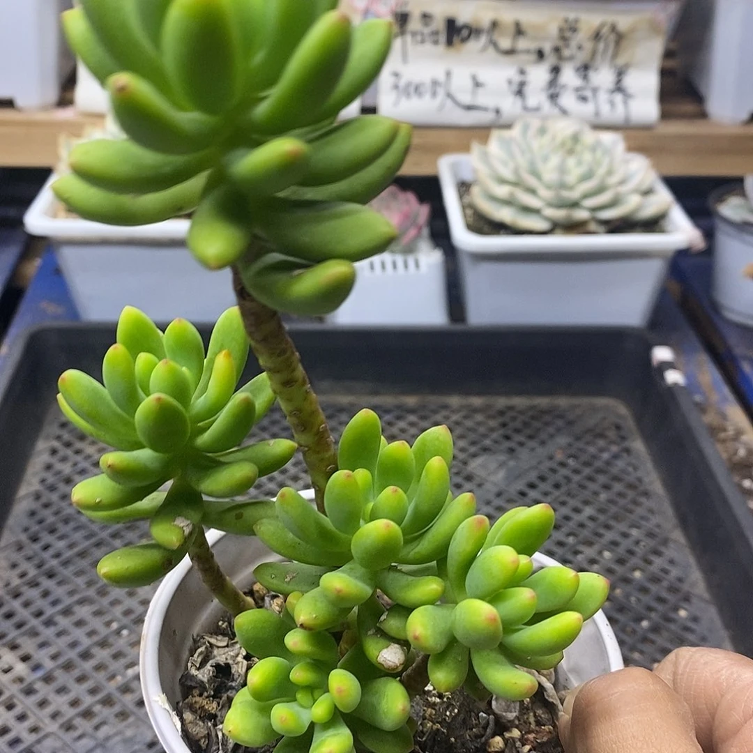 12147 春萌自然群 不售后