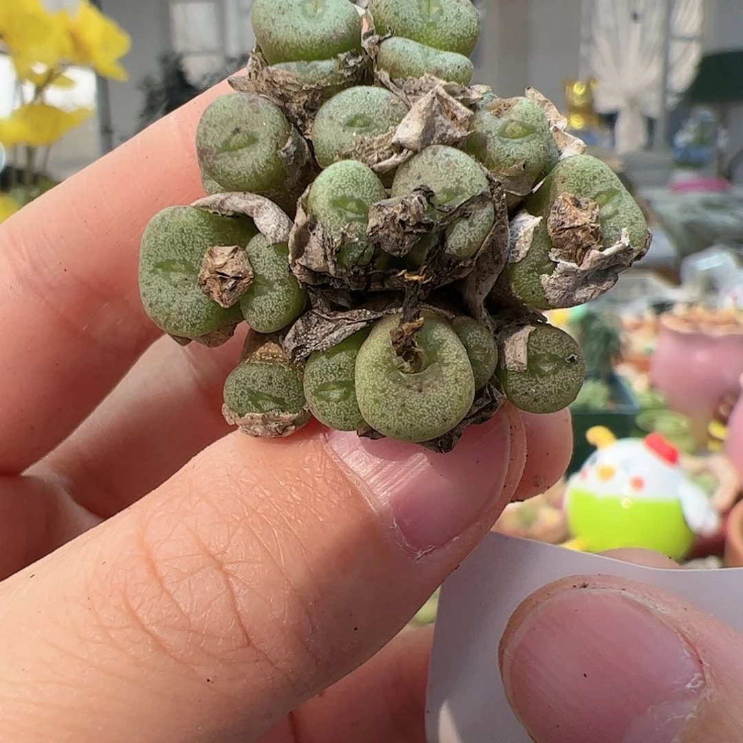 【闪购商品】290 ob纽扣