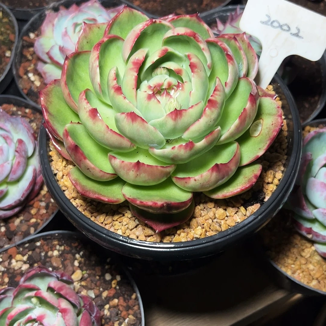 花***子惊鸿仙子一物一拍2002号