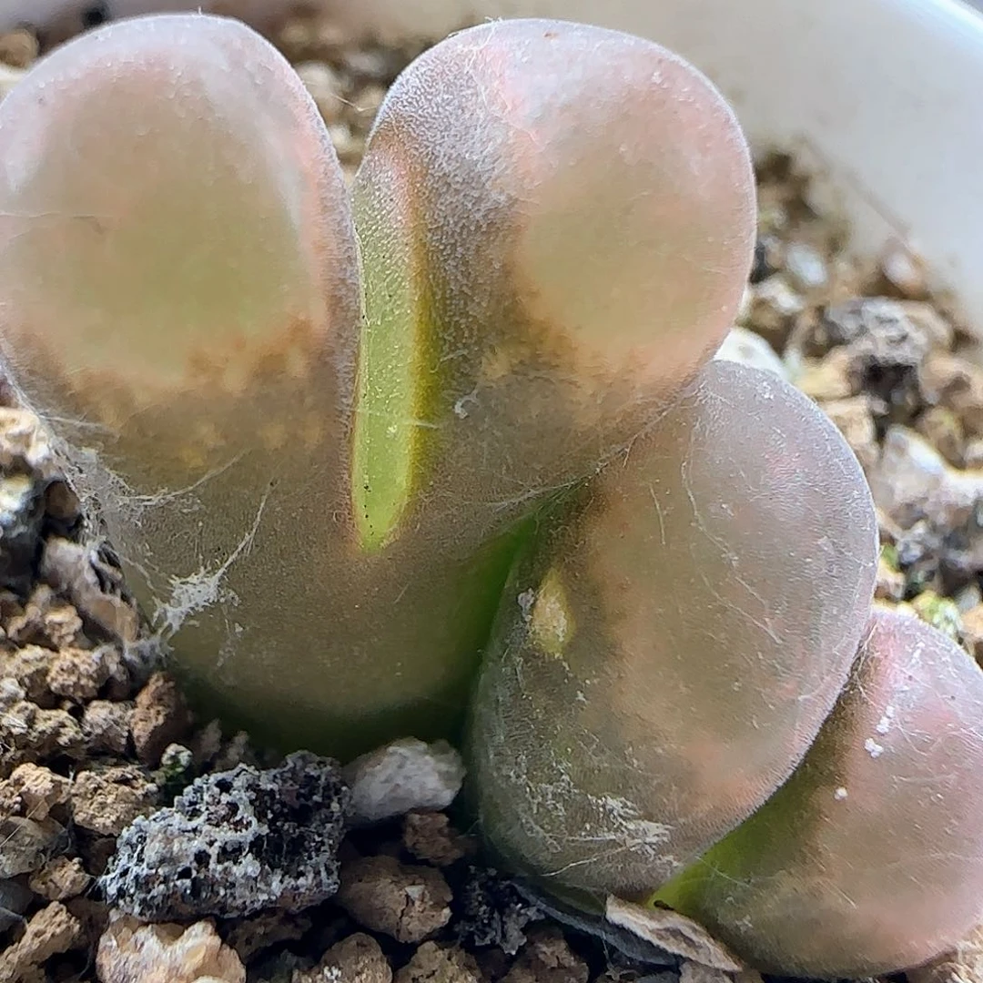 老板娘跑了，大甩卖43489