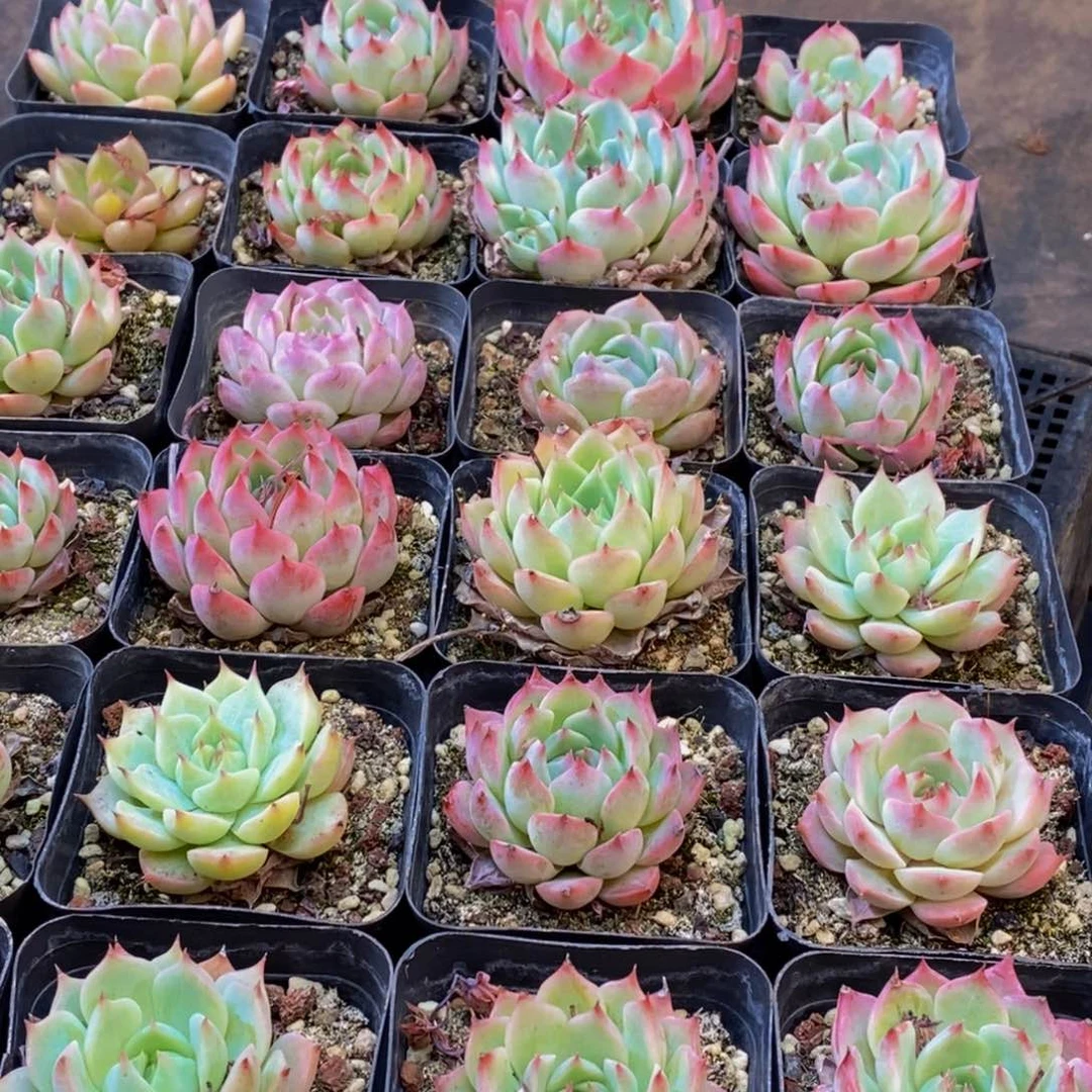 792多肉植物保护研究所所长