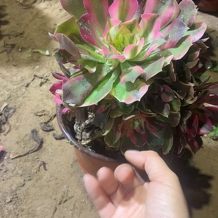 香妃一棵脱土发货9.9