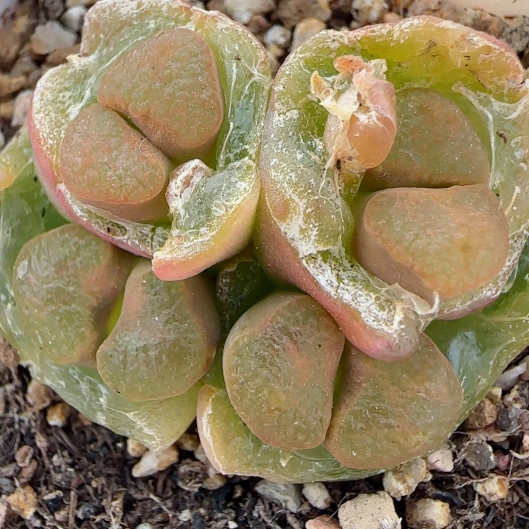 多肉TS紫红磁铁50号