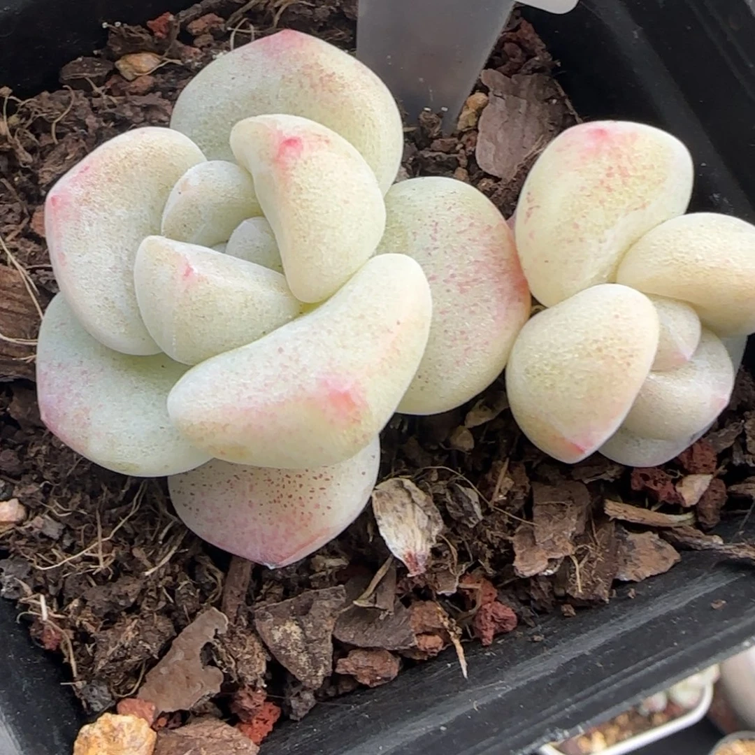 125东篱下多肉植物盆栽