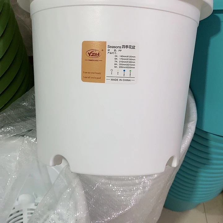 四季口25白5个无托
