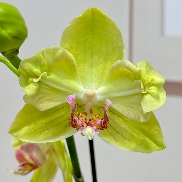 一物一拍、孤品蝴蝶兰与各种变异色合集