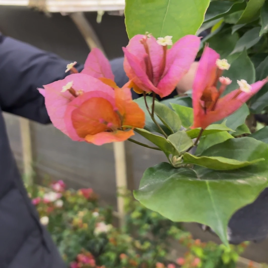 完全开放（唐三彩）三角梅会落花落叶会光杆苗有大有小