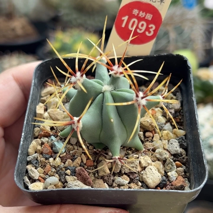 实生花刺春楼一棵仙人球