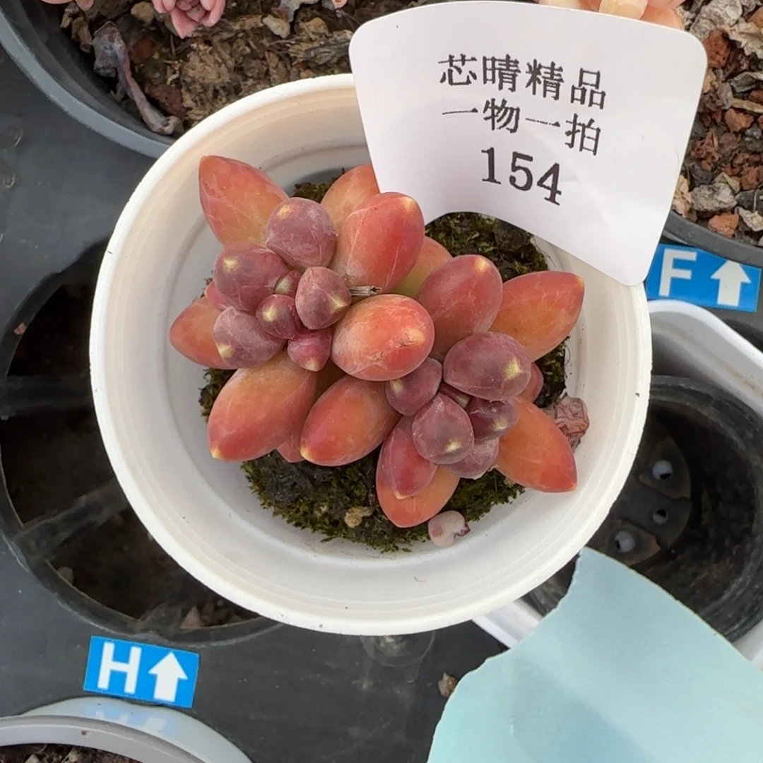 闪购精品多肉154号