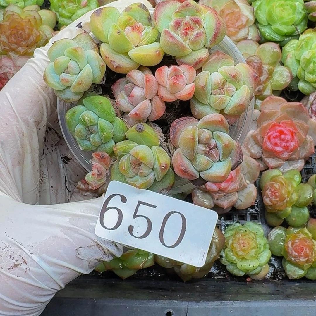 多肉植物多肉植物650