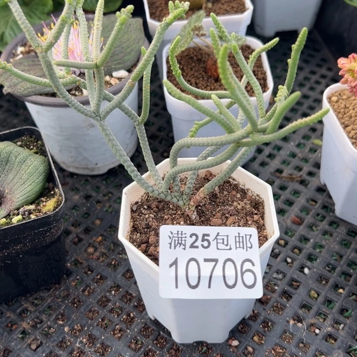 银龙706，一物一拍，