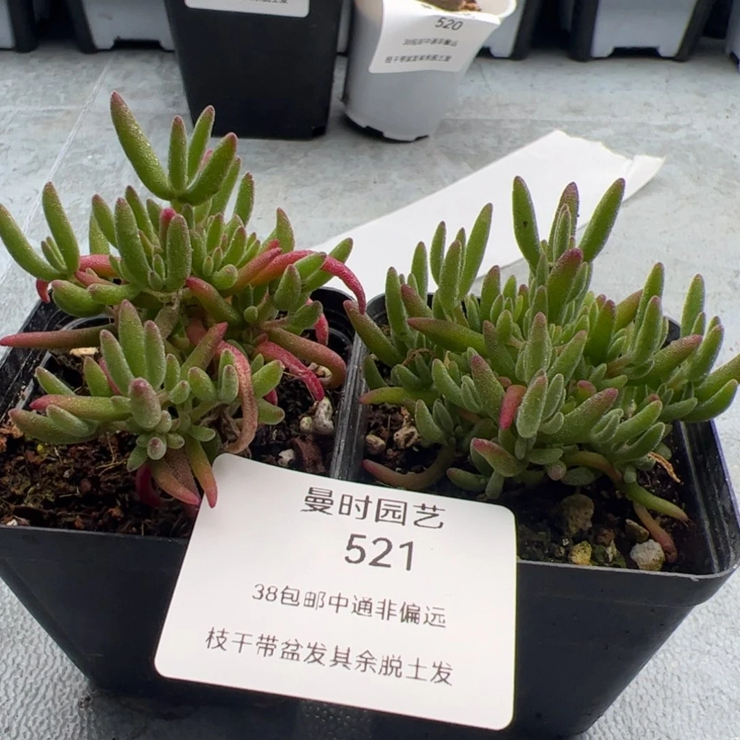 蔡*抱3.4啥啥啥啦多肉植物521