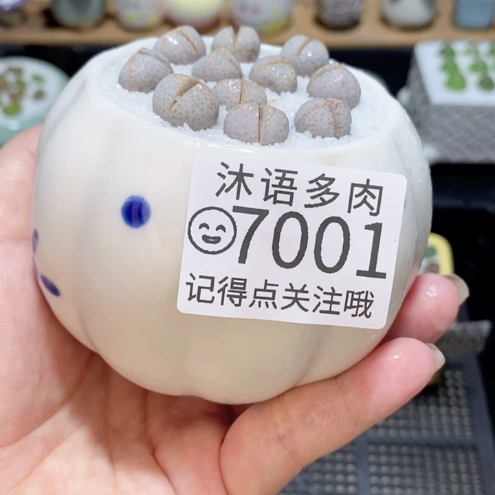 带盆土发货 精美盆栽 7007