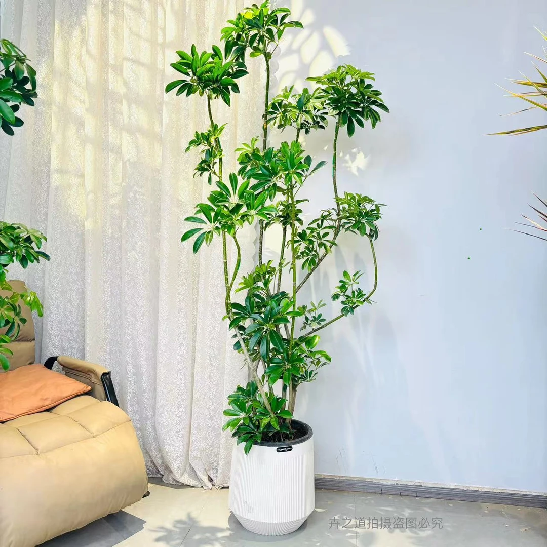 鸭脚木大盆栽室内绿植客厅阳台落地大型乔迁新房植物八方来财