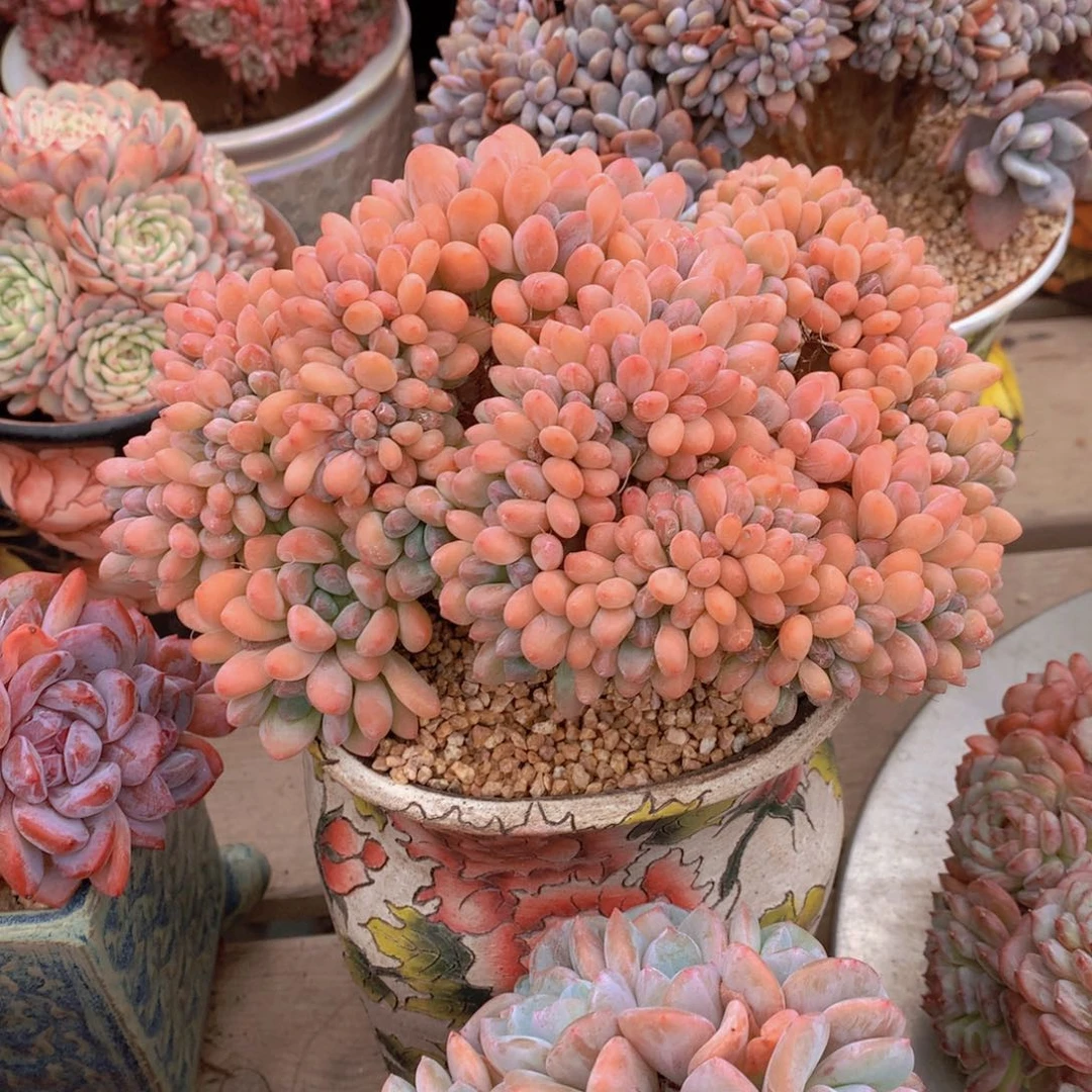精品多肉植物花卉盆栽花卉