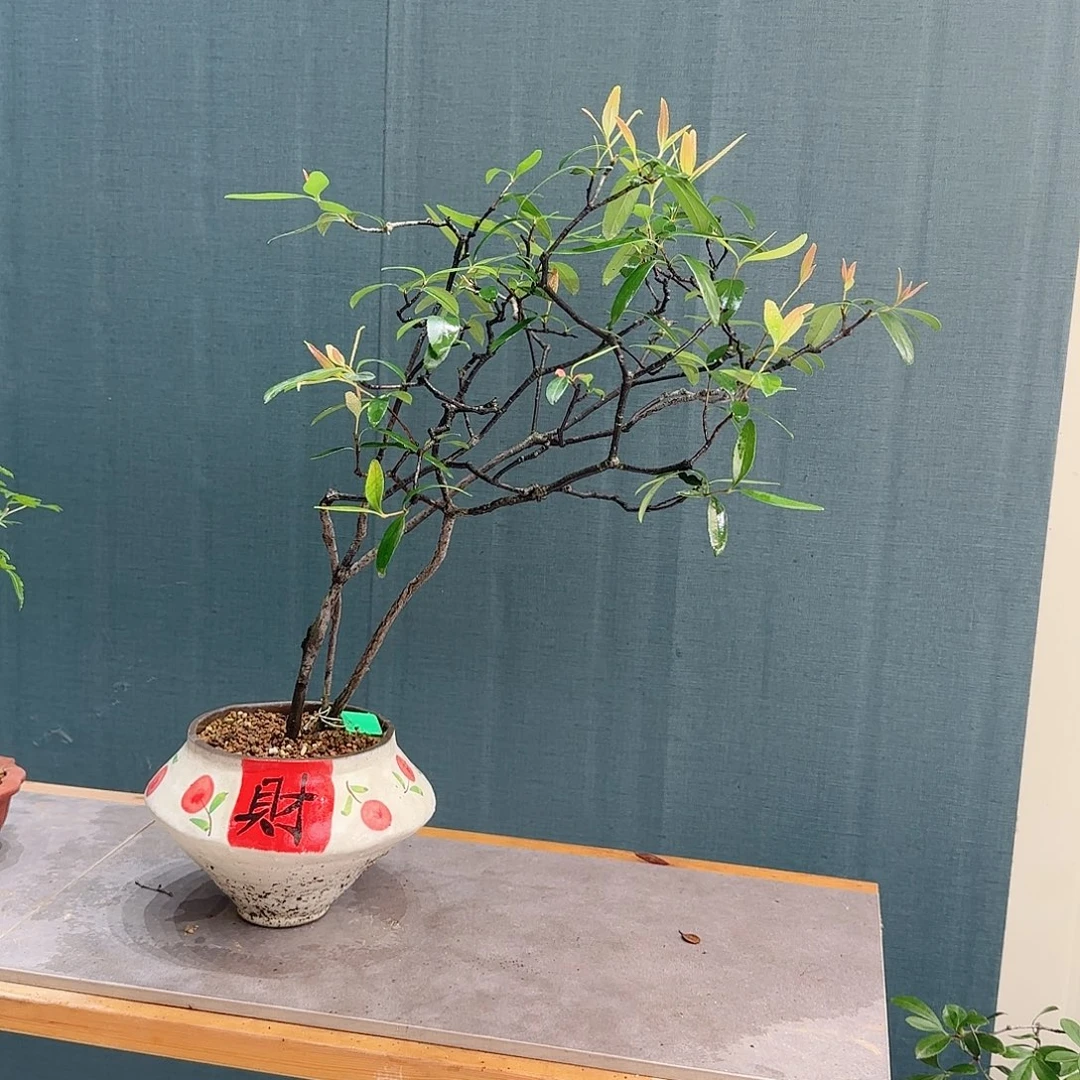 完全开放海岛春花熟桩
