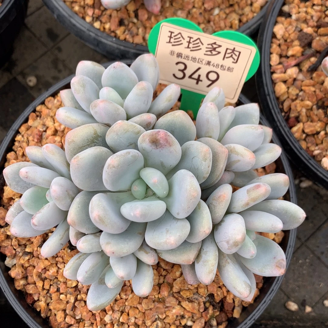 三明治美人无砍捧花349