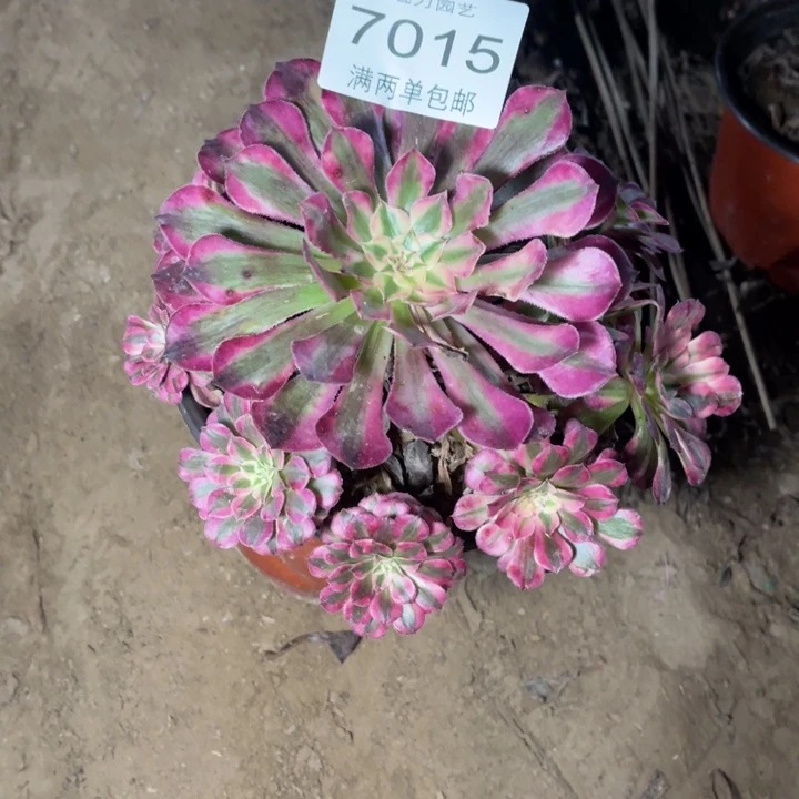 7015红铜的人多肉的